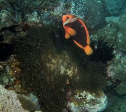 Puerto Galera Diving